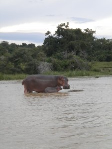 Momma and baby Hippo!