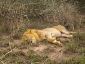 Our first lion sighting! (Poor baby is missing a paw...)